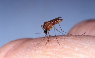 Un premier cas du virus tropical Usutu, transmis par des moustiques classiques, a été détecté en 2016, a annoncé l'Institut national de la santé et de la recherche médicale (Inserm).