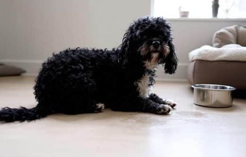 Malpropreté soudaine chez le chien : les vraies raisons qui peuvent expliquer ce changement de comportement