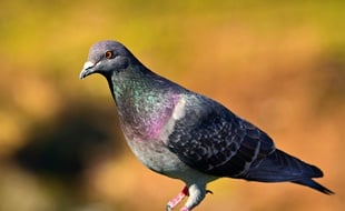 Un pigeon (illustration).