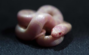 Un serpent roi albinos.