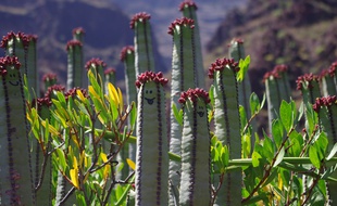 La nature est sauvage, belle et abondante sur l'île de la Gomera.