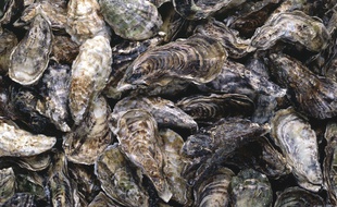 Des huîtres (illustration).