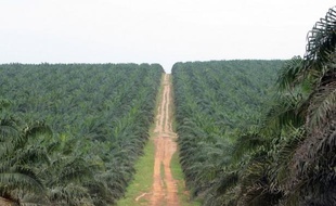 Les producteurs africains d'huile de palme se mobilisent contre le "dénigrement" visant cette culture, accusée de détruire les forêts et de menacer la santé humaine, s'inquiétant que le succès d'un label "sans huile de palme" ne condamne à terme les planteurs.