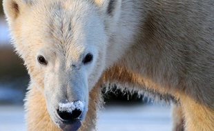 Un ours polaire