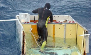 Le 17 juin 2009, un plongeur de la marine brésilienne récupère des débris du vol Air France AF447, à environ 1.200 km au nord-est de Recife.
