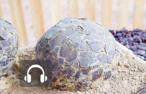 Découvrez «Eggs en Provence», gisement d'œufs de dinosaures unique au monde