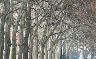 Au total, un quart des 42 000 platanes sont touchés par le chancre coloré.