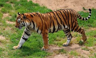 Un tigre de Sibérie a attaquée une soigneuse dans un zoo russe (illustration)