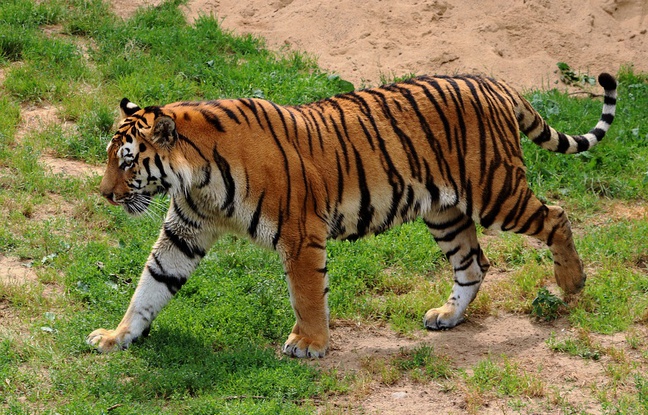 Inde : Un tigre errant paralyse un campus, un festival rassemblant 10.000 personnes annulé