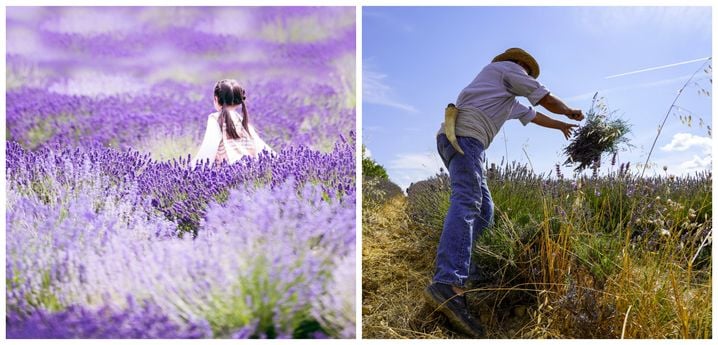 Une petite fille court dans des champs de lavande fluorescentes, seule au monde VS un agriculteur coupe à la main les fleurs, à l'occasion du Festival de la lavande. 