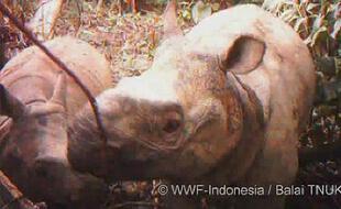 Un rhinocéros de Java et son petit filmés par des caméras cachées dans le parc national d'Ujung Kulon (Indonésie).
