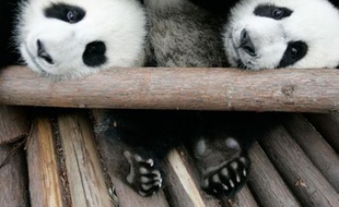 Bébés pandas au centre de recherche de Changdu, Chine, le 17 avril 2008.