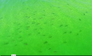 Capture d'écran d'une vidéo tournée via un drone par Cory Peterson, le 20 septembre 2015, en Floride.