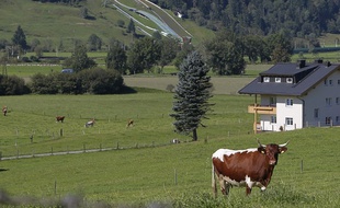 Une vache dans un champ en Autriche.