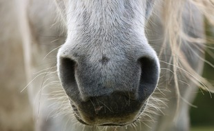 Un nouveau cas de mutilation d'un cheval a été enregistré dans le Tarn ces derniers jours.