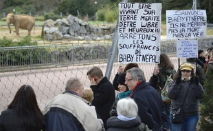 Près de 200 personnes ont formé une chaîne humaine dimanche au Parc de la Tête d'Or à Lyon pour "sauver Baby et Népal", deux éléphantes tuberculeuses menacées d'être abattues, et soutenir l'offre de Brigitte Bardot de les confier à sa fondation.