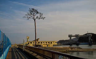Le «pin miraculé» de Rikuzentakata, qui a résisté au tsunami même si l’eau de mer a fini par le tuer, est devenu symbole d’espoir. Il a été restauré et domine aujourd’hui l’immense chantier de la ville en reconstruction.