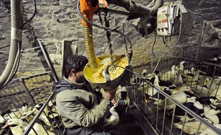 Le cas a été détecté dans une salle de gavage de canards dans le Lot-et-Garonne.
