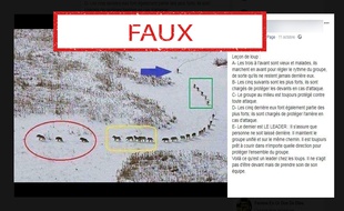 Il n'est pas correct de parler de loup «leader» ou dominant, selon Farid Benhammou, spécialiste des grands carnivores.