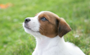 Le chien, surnommé Tippie, a été recueilli par la RSPCA.
