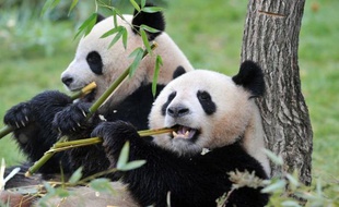 Les crottes de pandas et autres déjections des pensionnaires du zoo de Beauval (Loir-et-Cher) seront recyclées au sein d'une unité de méthanisation qui alimentera le parc animalier en gaz à partir de l'an prochain, a annoncé vendredi la direction du zoo.