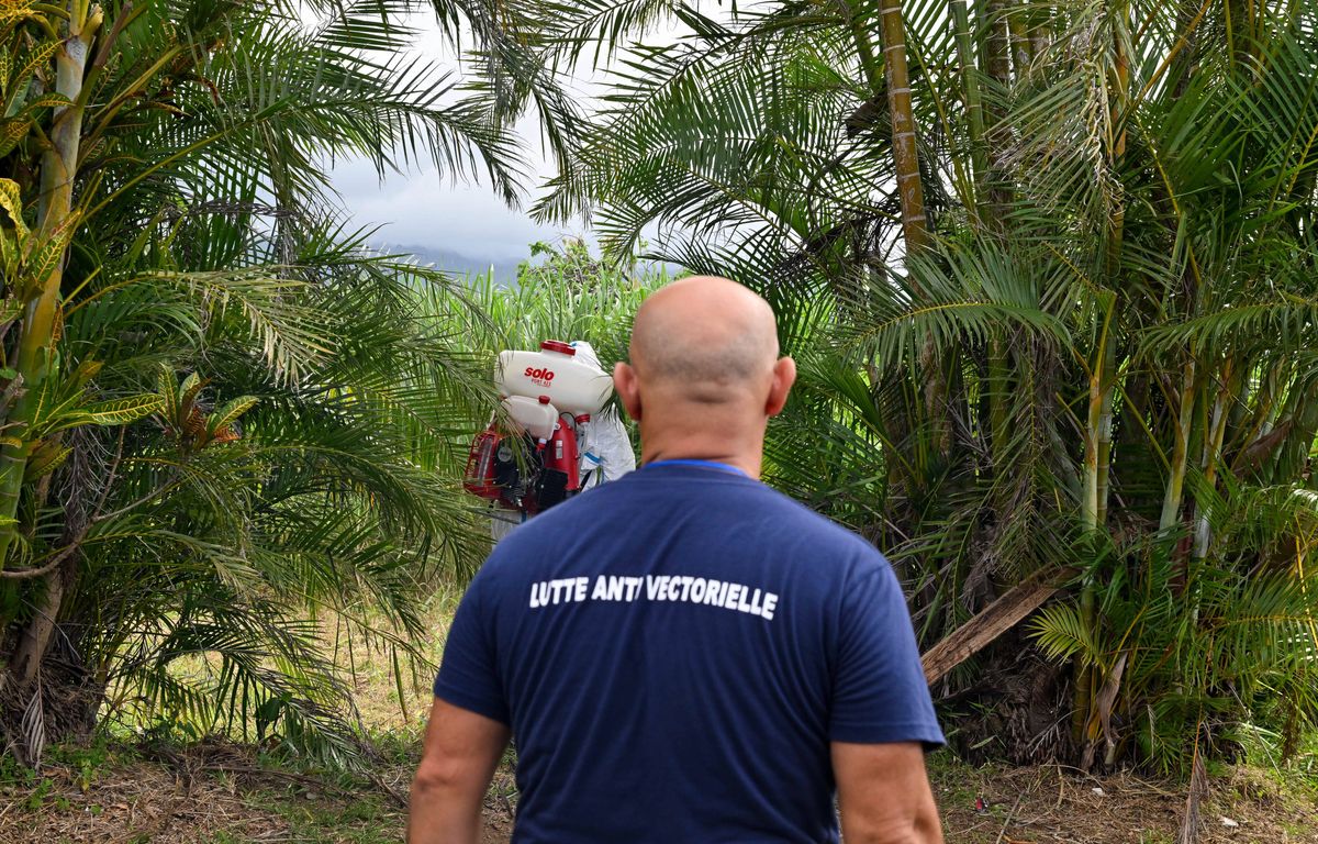 La Réunion : Trois nouveaux décès « liés au chikungunya », le bilan provisoire passe à neuf morts