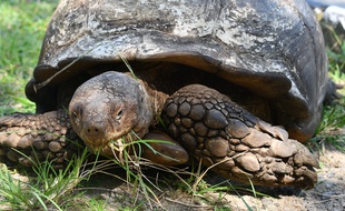 Une tortue morte a notamment été retrouvée avec d'autres reptiles dans une forêt de Lorraine.