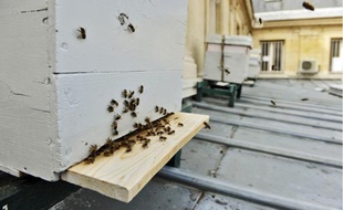Cinq ruches contenant chacune environ 50 000 abeilles ont été installées le 1er mai dernier à la mairie du 4e arrondissement.
