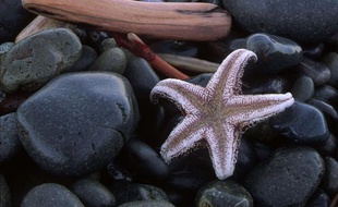 Etoile de mer, illustration.