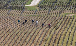 Désinfection du matériel, distance dans les vigne... Les propriétés viticoles mettent en place des mesures de précaution contre le Covid-19.
