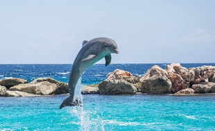 Un dauphin (illustration).