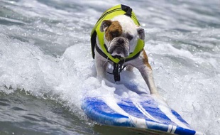 Illustration: Un chien qui fait du surf.