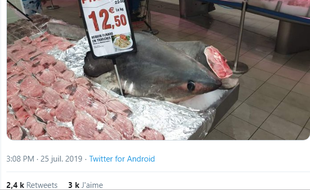 Le requin-renard en promo