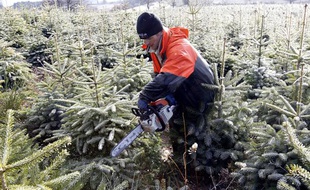 Une pépinière produisant des sapins de Noël dans la Loire.