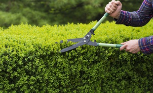 Si vous êtes locataire de votre logement, renseignez-vous bien sur les droits dont vous disposez pour l'entretien de votre jardin.
