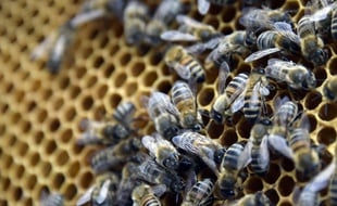 Les abeilles de la cathédrale de Notre-Dame de Paris ont échappé à l'incendie.