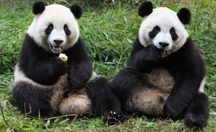 Zhizhi et Qiqi font partie des six pandas du centre de Chengdu relâchés dans la nature le 11 janvier 2012.