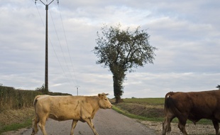Des chercheurs danois inventent une herbe plus digeste qui permettra aux vaches de produire moins de méthane