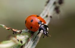 Les points des coccinelles indiquent-ils leur âge ?