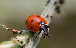 Les points des coccinelles indiquent-ils leur âge ?