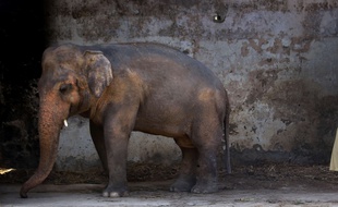 Kaavan, éléphant du zoo d'Islamabad