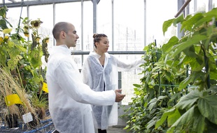 Les salariés de la start-up Micropep développent des traitements personnalisés pour les plantes.