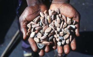 Fèves de cacao en Côte d'Ivoire en 2002.