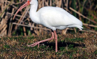 Un ibis blanc d'Amérique, en Floride.