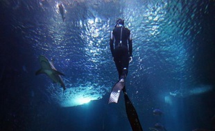 Ex-champion du monde d'apnée autrefois tétanisé à l'idée de croiser un requin, Pierre Frolla parcourt aujourd'hui les océans pour nager avec eux, sans protection, et défendre ces victimes de la surpêche dont la protection est actuellement discutée à Bangkok.