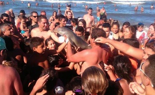 Une capture d'écran d'un tweet montrant le dauphin photographié par les touristes argentins.