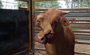 Un boeuf à deux têtes a été vendu aux enchères en Australie.