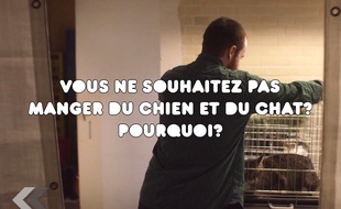 Le resto de chat et de chien, un fake! - Le Rewind (video)
