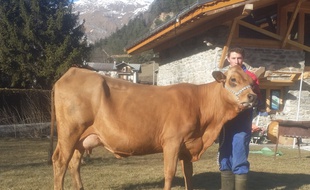 Intrawest, vache tarantaise en lice pour le concours général du Salon de l'agricilture 2017.