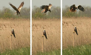 Chez les busards des roseaux, une espèce de rapace répandue dans toute l'Europe, certains mâles se font passer pour des femelles afin d'améliorer leurs chances de trouver une partenaire sans coup férir avec leurs rivaux plus virils, révèle une étude publiée mercredi.